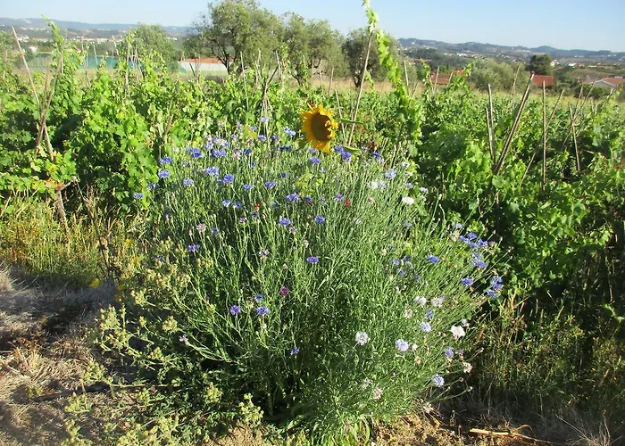 Canto Azul Tatil Evi